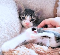 お迎え直後、お顔が汚れていたくうちゃん（画像提供：Ｙさん）