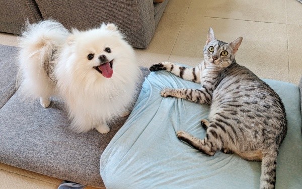 仲良く遊ぶことも！ （左から）こめたくん、うにちゃん（画像提供：おこめ屋さん）