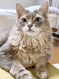 ゴージャスな被毛が素敵な凛ちゃん（画像提供：石油王さん）