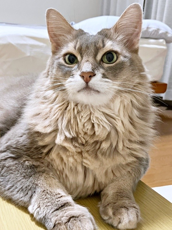 ゴージャスな被毛が素敵な凛ちゃん（画像提供：石油王さん）