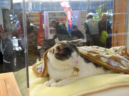 どっしり出迎えます　瀬戸内のネコ駅長「なる」は港の招き猫