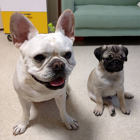 新たに家族となったバンズ(右)。ダイズ(左)はヤキモチを妬き、最近はご機嫌斜めだそう。