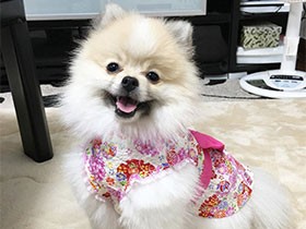 夏祭り用の浴衣、似合うかな？　ポメラニアンの「アル」