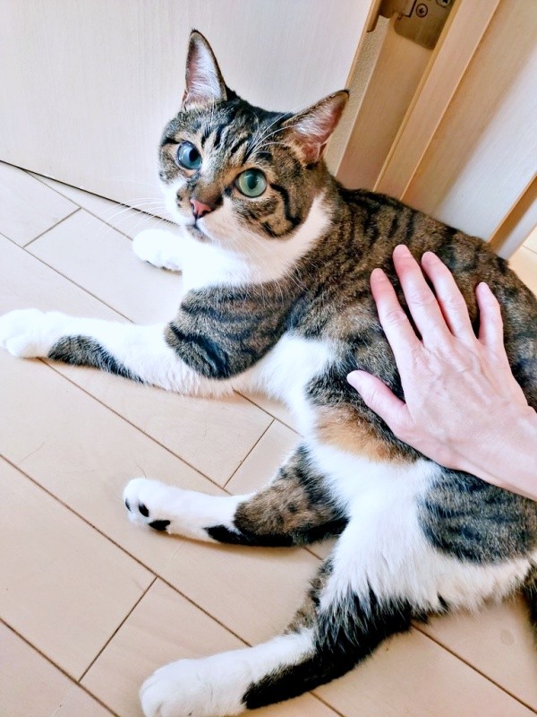 ふんわり手触りにきゅん！ 飼い主さんを見つめるてつおくん（画像提供：まりてつさん）