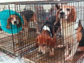 動物実験の闇に迫るルポ　恩恵を受ける者は加害者にも