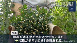 お盆に向けて菊の花の出荷が始まる　宮城・南三陸町