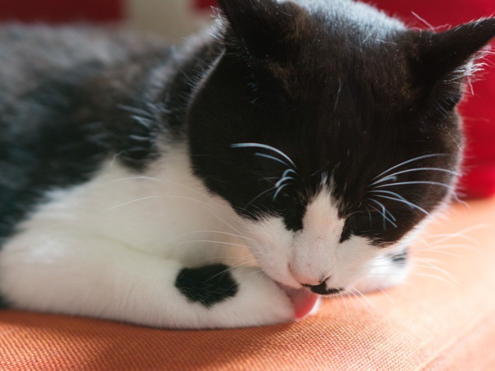 毛づくろい（小林写函撮影）