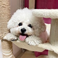 にっこり笑顔のあんこちゃん（画像提供：あんことおはぎさん）