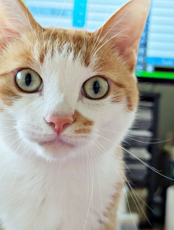 「私を見て」 飼い主さんがテレビを見ていると、目の前に現れるみやびくん（画像提供：ふみさん）