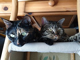 猫が“ビビった”トップ３　娘にせがまれ買った風船にまで、予想以上の仰天っぷり