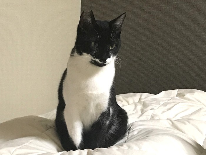 トラくん、大人の風格？