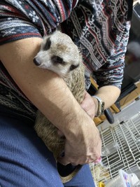 こちらはミーアキャットのポコタン（画像提供：登田さん）