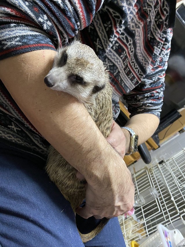 こちらはミーアキャットのポコタン（画像提供：登田さん）