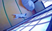 ほぼ動かず、すやすや眠るクールくん（画像提供：Tomohiro Uenoさん）