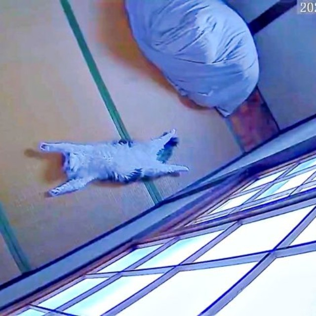 ほぼ動かず、すやすや眠るクールくん（画像提供：Tomohiro Uenoさん）