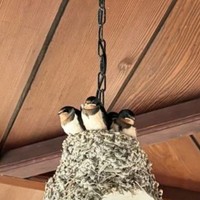 明らかにグラグラしそうな場所につくられた鳥の巣 ※sin有機化学さん提供（一部トリミング）