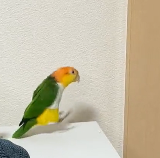 ピョンピョン跳んで家族の帰りを喜ぶぽぽくん（画像は動画よりスクリーンショット／動画提供：こばとさん@kobato_popopo）