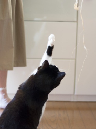 「遊べるときにしっかり遊ばなきゃ」（小林写函撮影）