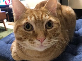 このイス、最近気に入ってるんだよニャ～　マンチカン「コナ」