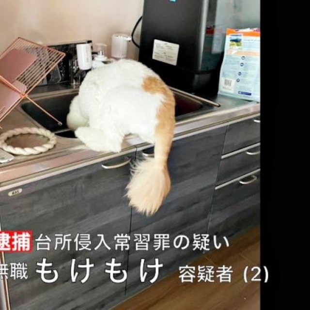 「犯行現場」を取り押さえられたもけちゃん（画像提供：もけもけ@エキゾチックロングヘアさん）