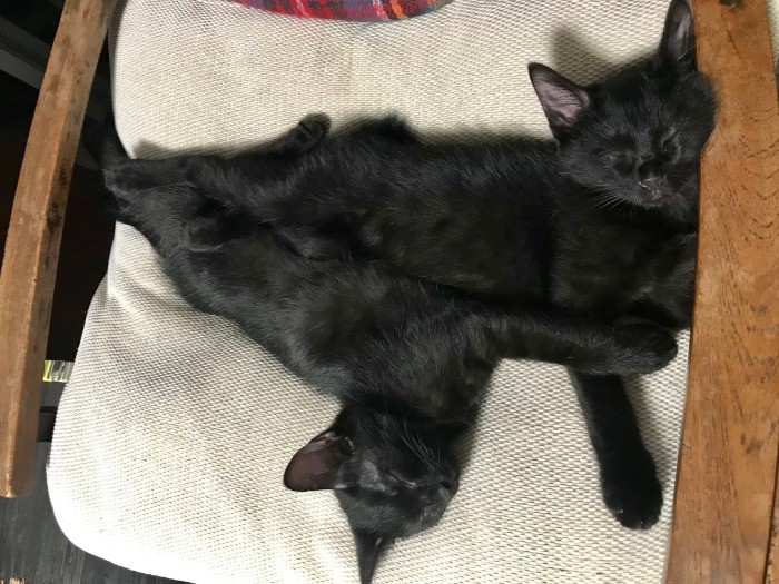 二人でピッタリとくっついて寝る小さい小さいゴメズとフェスター