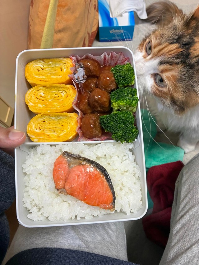初日のお弁当。リクエストのミートボールと、彩りを意識して／寺田紀久子さん（loveloveday_k）提供