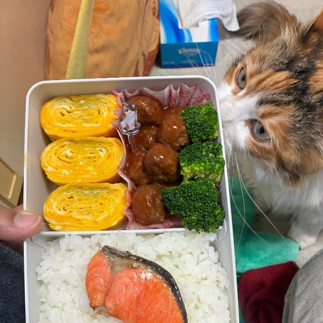 初日のお弁当。リクエストのミートボールと、彩りを意識して／寺田紀久子さん（loveloveday_k）提供