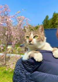 活発で頭がよく、お手も覚えたというシロ。外の景色が好きみたいです（ようのすけさん提供）
