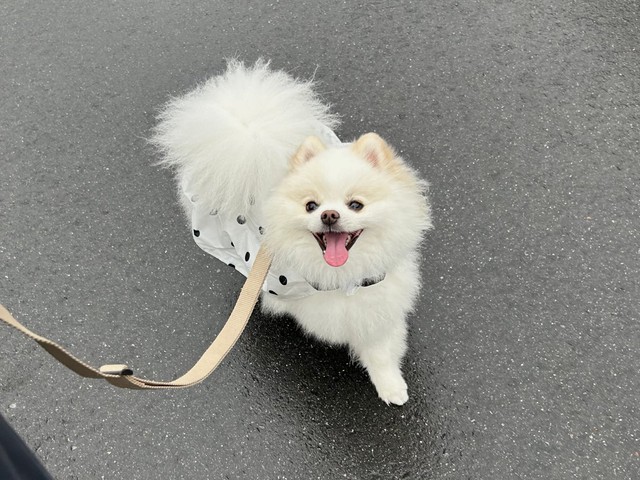 「お散歩中もニコニコこちらを見つめてくれます！」（提供：ポメラニアンの天くん！さん）