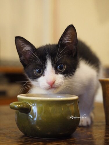 家にきたころの「武蔵」

