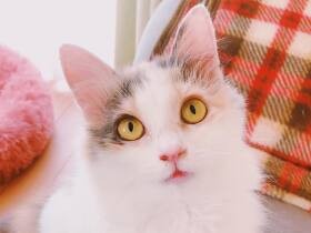 駐車場で震えていた三毛猫「リリ」　今では抱っこが大好きな甘えん坊に