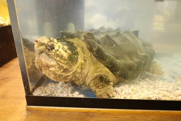 花園教会水族館に引き取られたワニガメ。頭は幅２５センチある（京都市右京区太秦安井辻ノ内町）