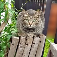 保護前、じっと飼い主さんの様子をうかがうちあきさん（画像提供：青い人さん）