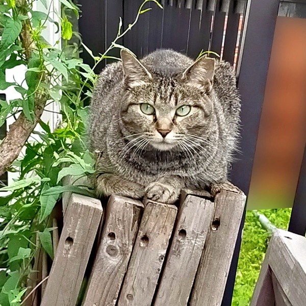 保護前、じっと飼い主さんの様子をうかがうちあきさん（画像提供：青い人さん）