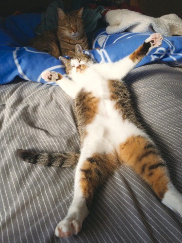 「ダイナミックな大の字」（へそ天にゃんこ/三笠書房）