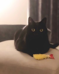 お気に入りのえび天＝nkknrkさん提供