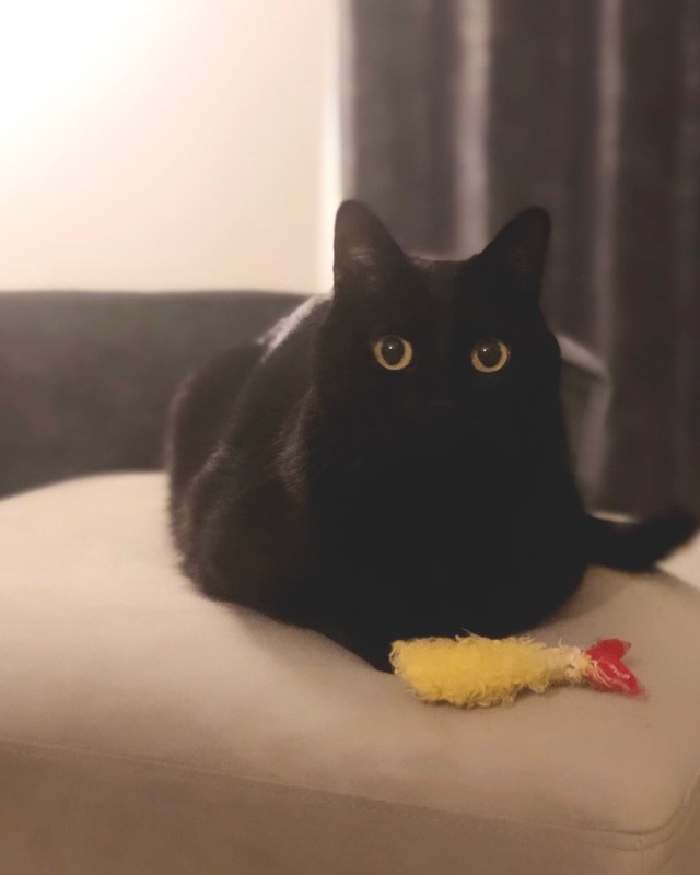 お気に入りのえび天＝nkknrkさん提供