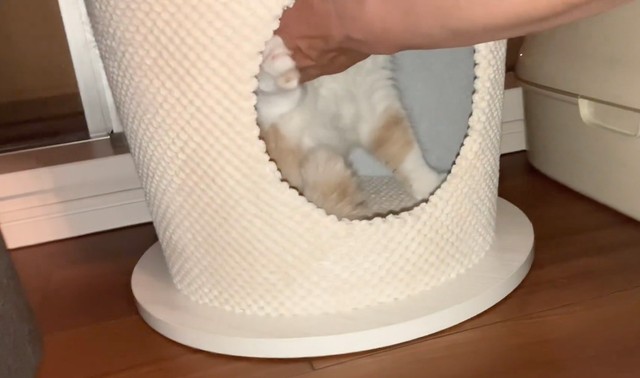 パパさん、きなこちゃんが嫌がってますよ……（動画からキャプチャー／提供：エキゾのきなこさん。）