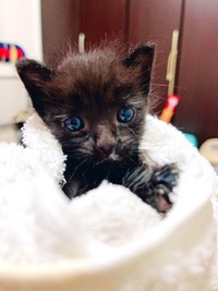 子猫ちゃん、頑張ったね！（「猫野四季＊」さん提供、Xよりキャプチャ撮影）