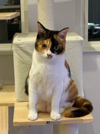 すくすく成長し、1歳になったおこげちゃん（画像提供：カワラさん）