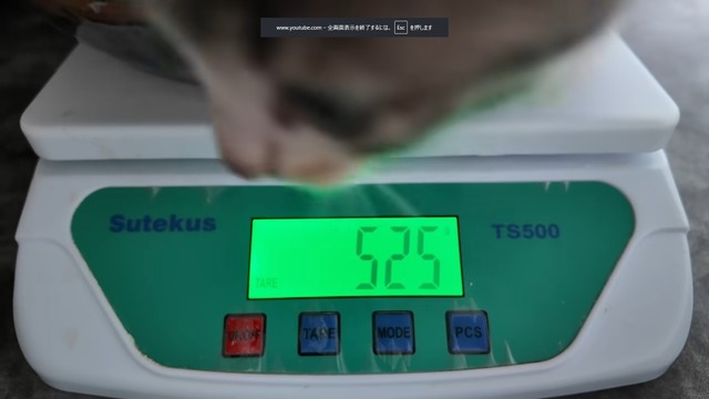 体重は525gとまだまだ小さな子でした（提供：おかゆ生活さん）
