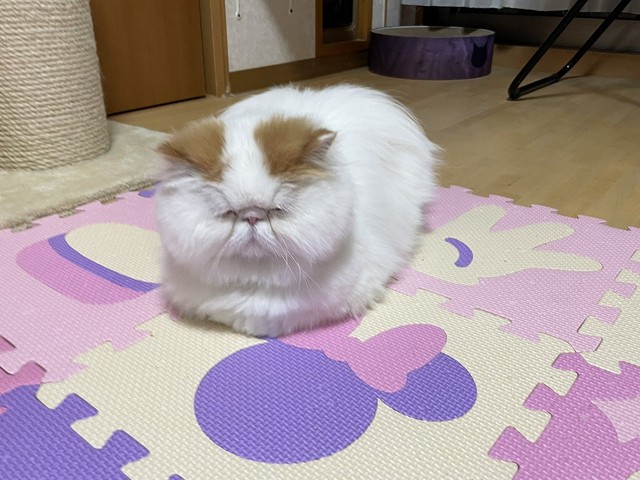 「お爺ちゃん猫」に見えちゃう…！？（画像提供：もけもけ@エキゾチックロングヘアさん）