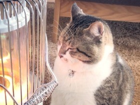 ストーブ猫「ぶさお」には虐待の過去　その姿が男の人生を変えた