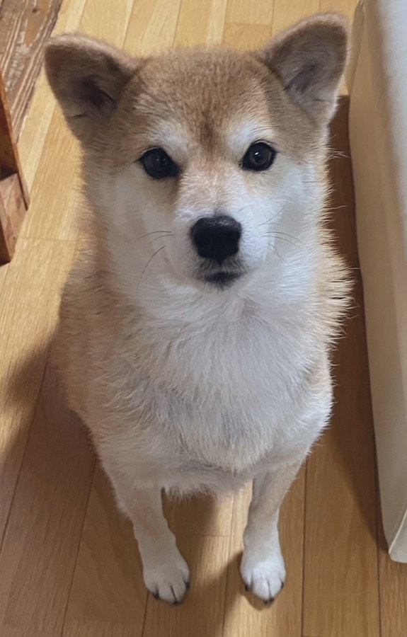 NO61 冬でも元気❤️柴犬ちゃんᒼᑋªⁿ❤︎*