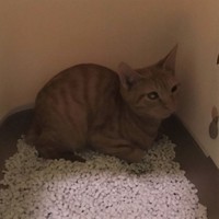 イナリくん、ドーム型トイレに引きこもったまま出てこない時期もありました