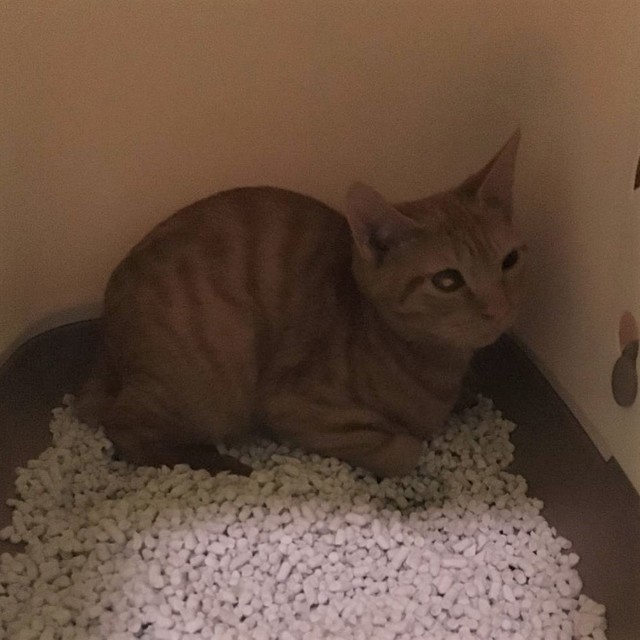 イナリくん、ドーム型トイレに引きこもったまま出てこない時期もありました