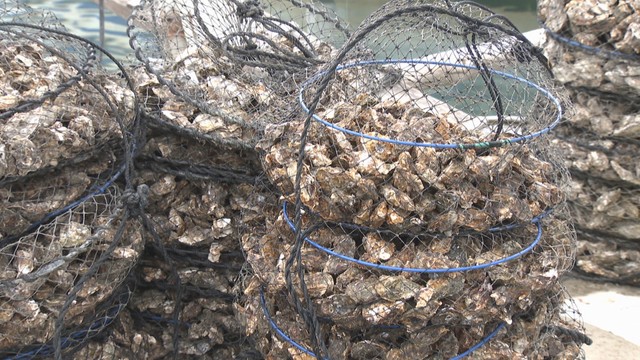 瀬戸内海でのカキの大量死を受け相談窓口を設置　日本政策金融公庫