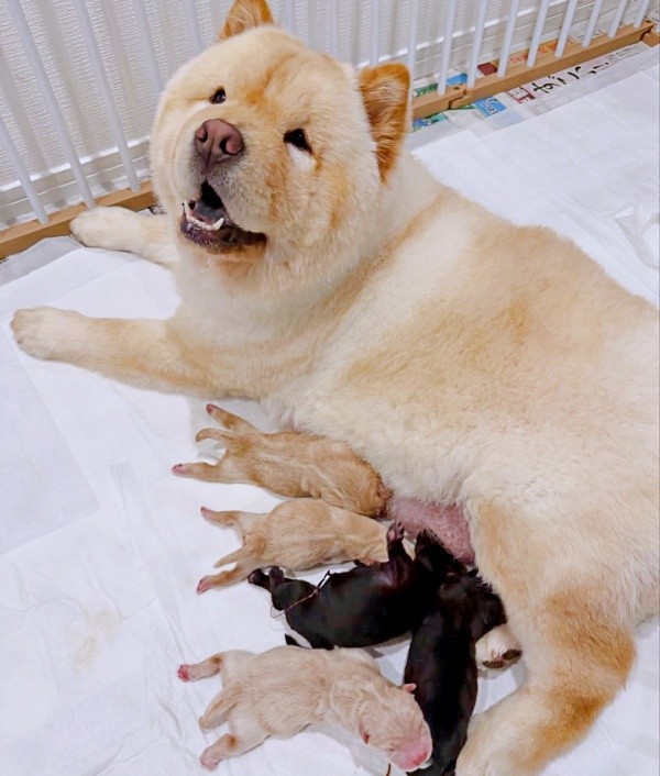 2026年3月23日、無事に5匹の子犬を出産したブーちゃん（画像提供：CHOWCHOWFAMILYさん）