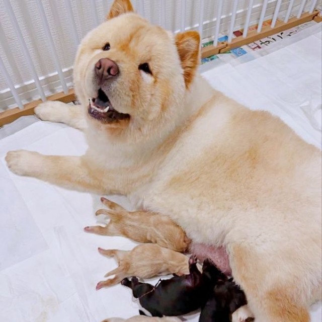2026年3月23日、無事に5匹の子犬を出産したブーちゃん（画像提供：CHOWCHOWFAMILYさん）