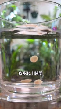 種を水に入れて1時間浸す／そらベジさん（@sora_gardenhack）提供